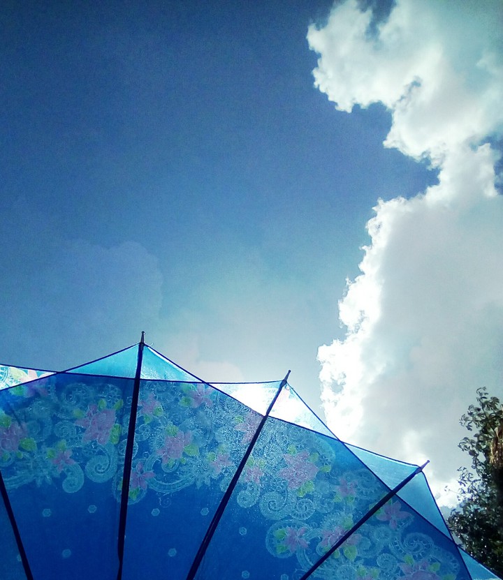 umbrella