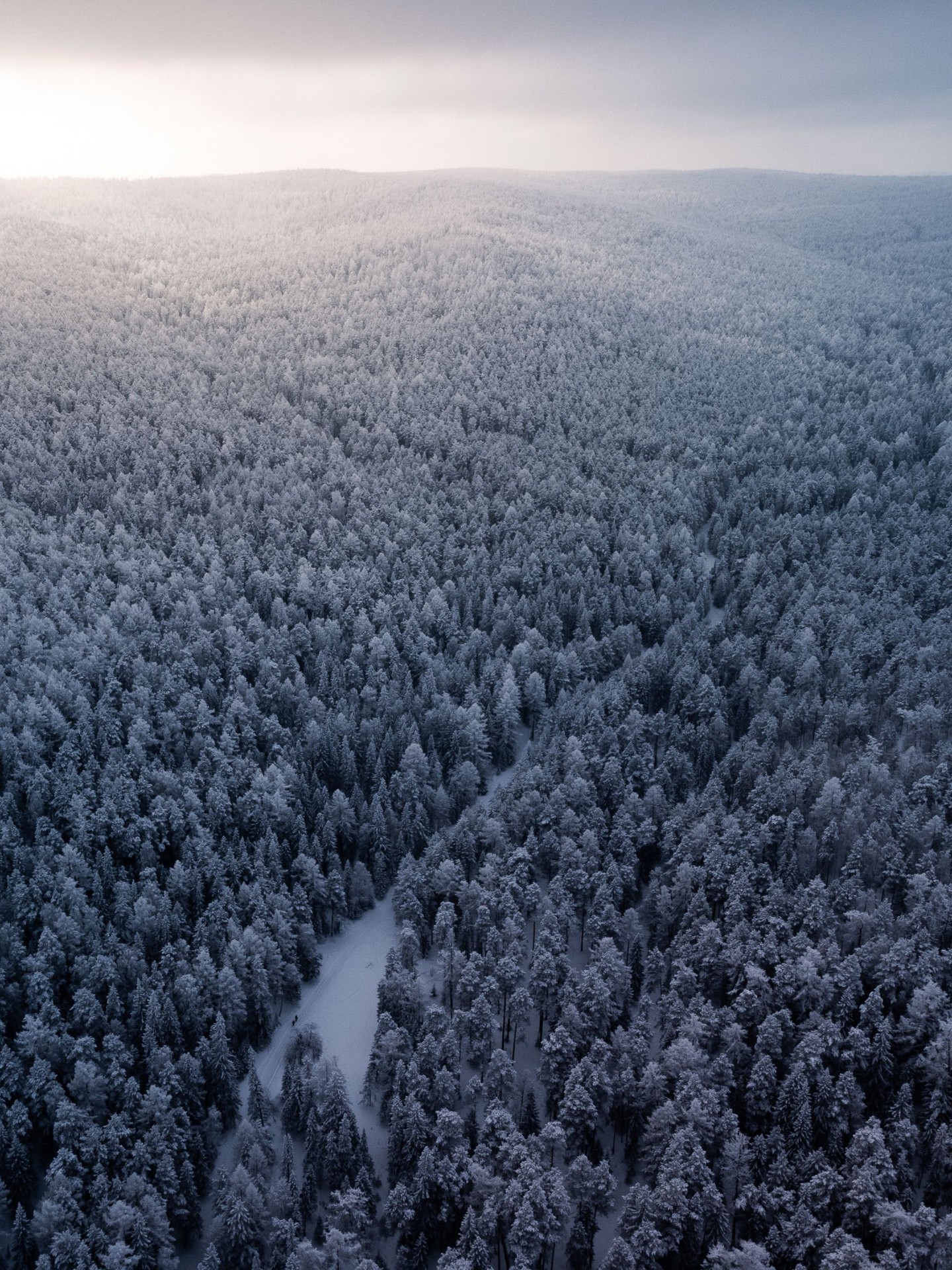 tapety conifers, forest