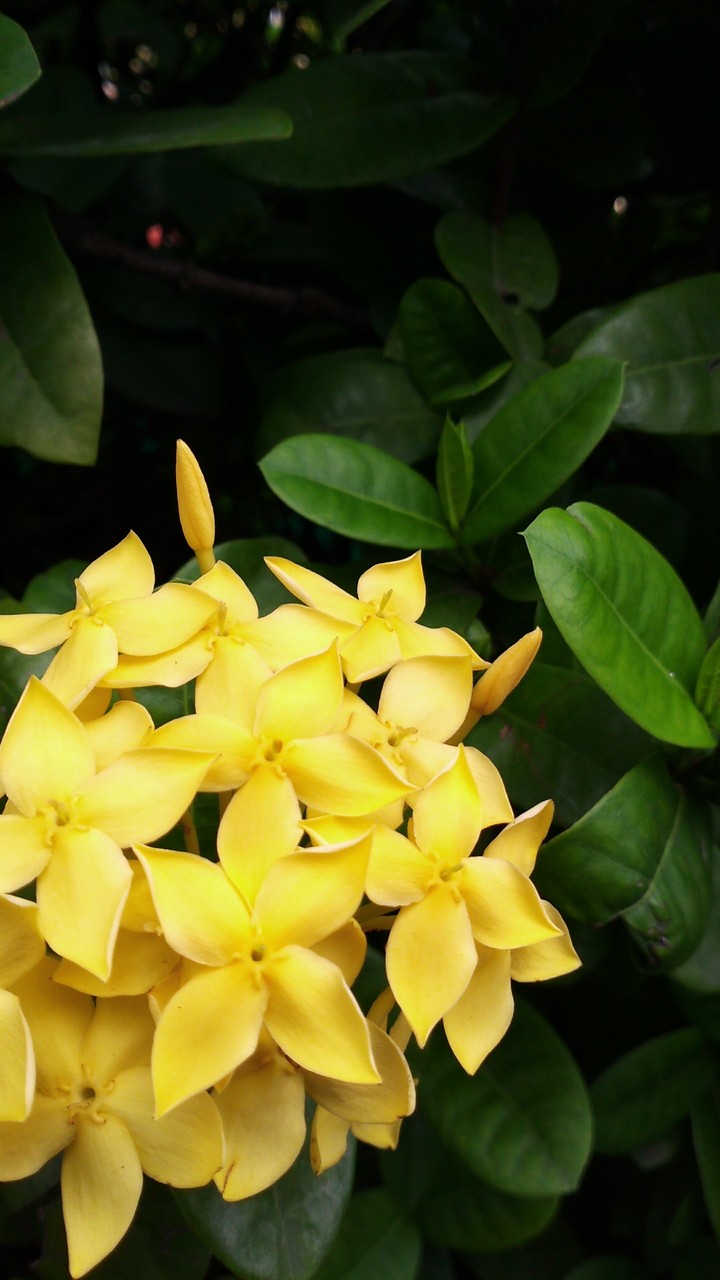 Suko Flower