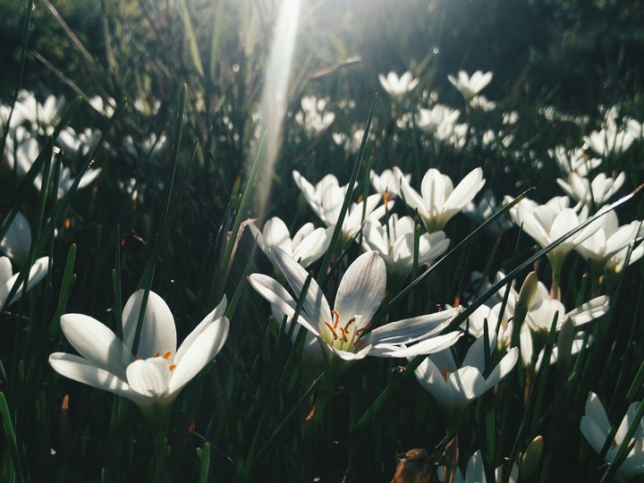 flower