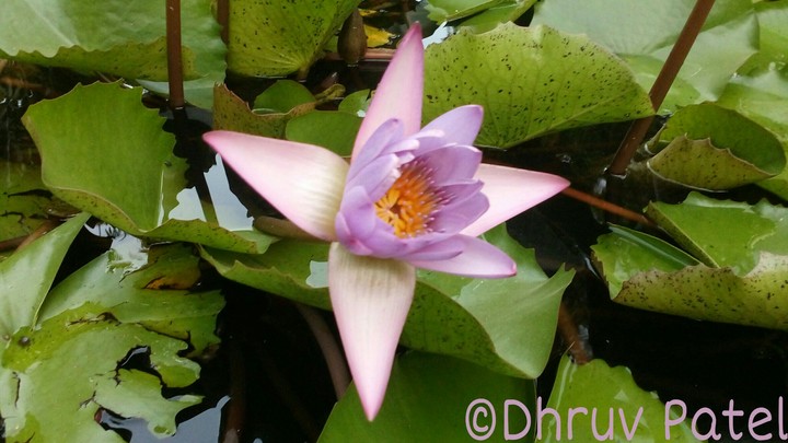 The beauty of Lotus Flower