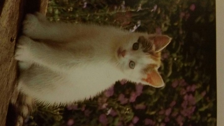 котенок