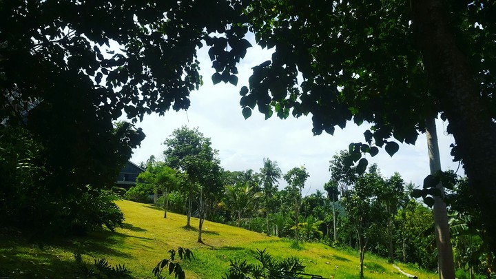 A glimpse of nature