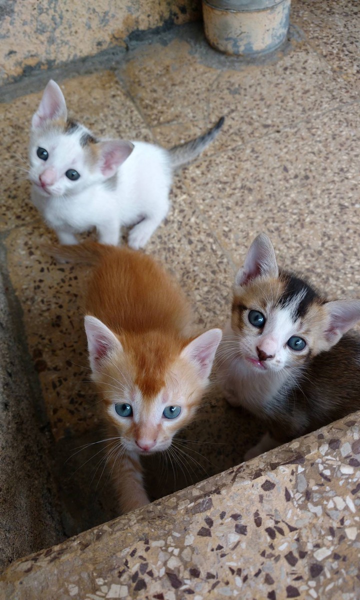 lindinhos