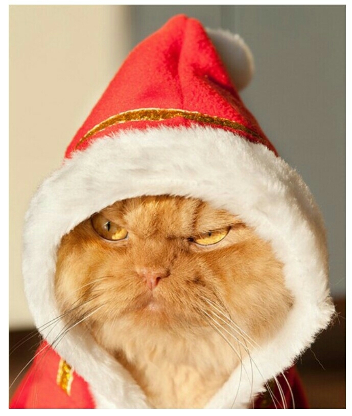 Котоматрица