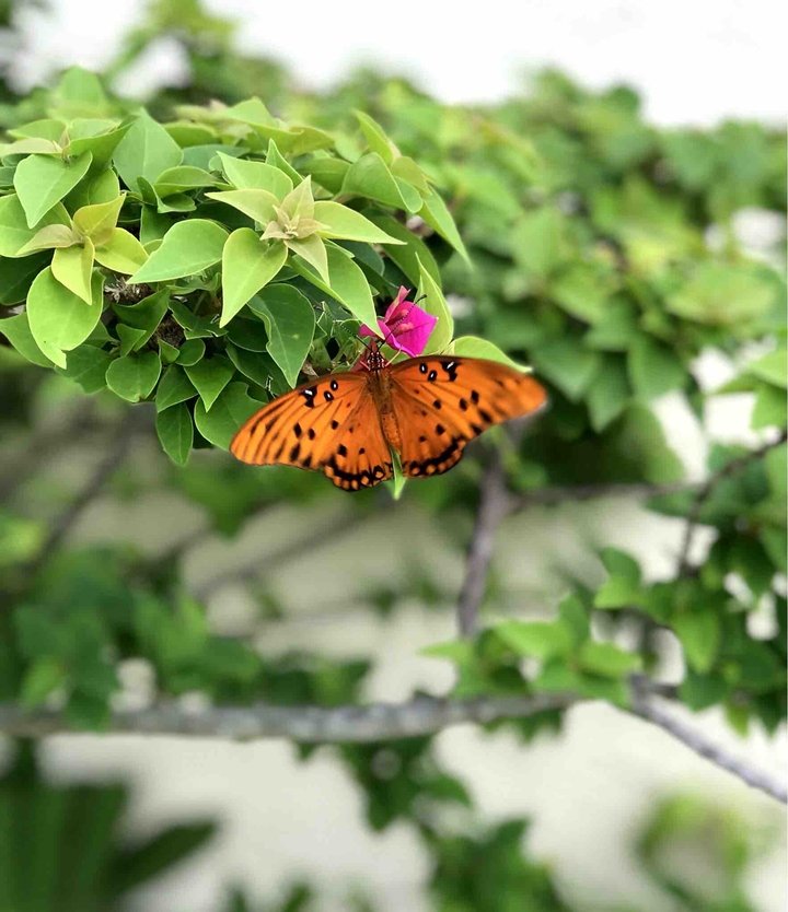Butterflie