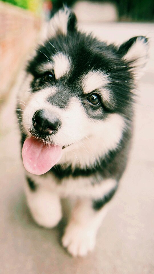 Save dogs?