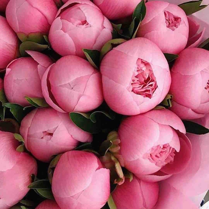 peonie