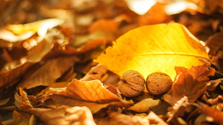 Осень, autumn, nature, природа