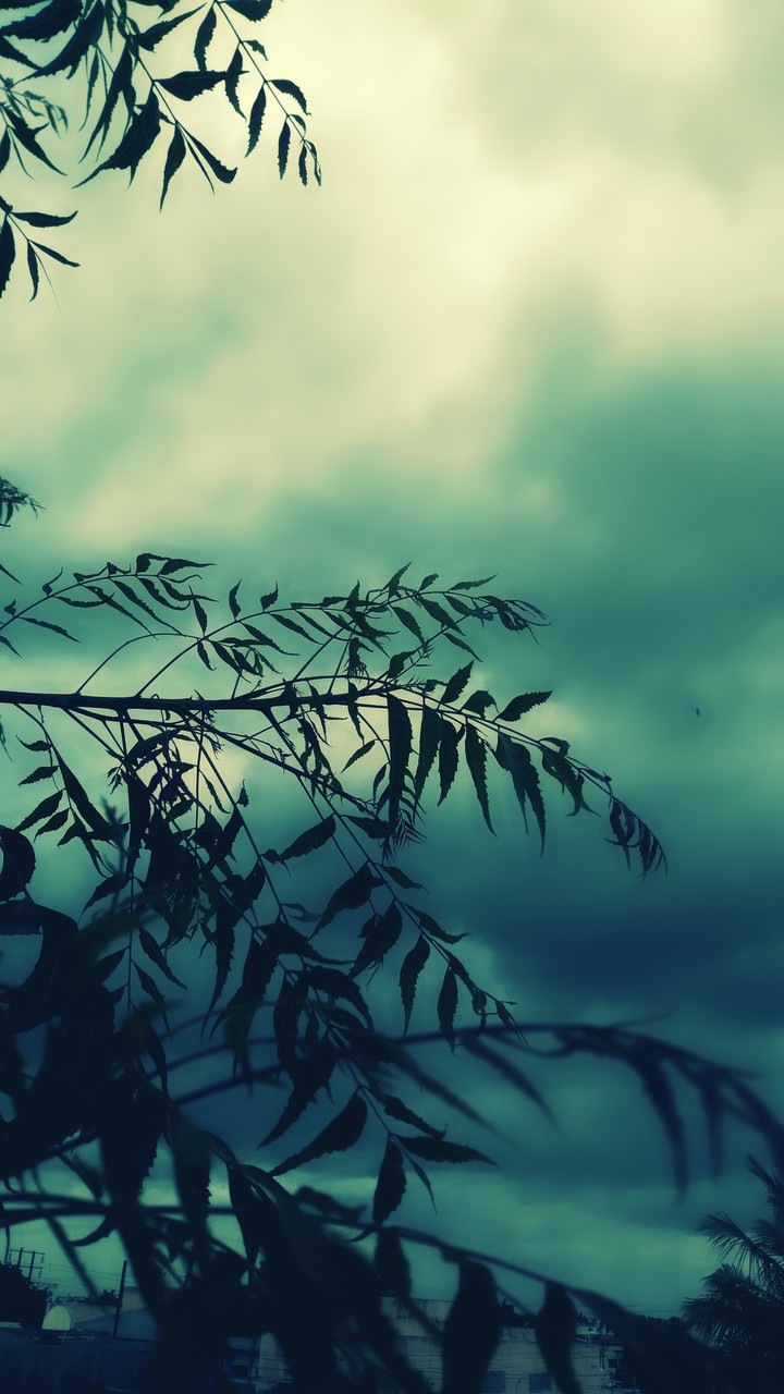 Neem Tree