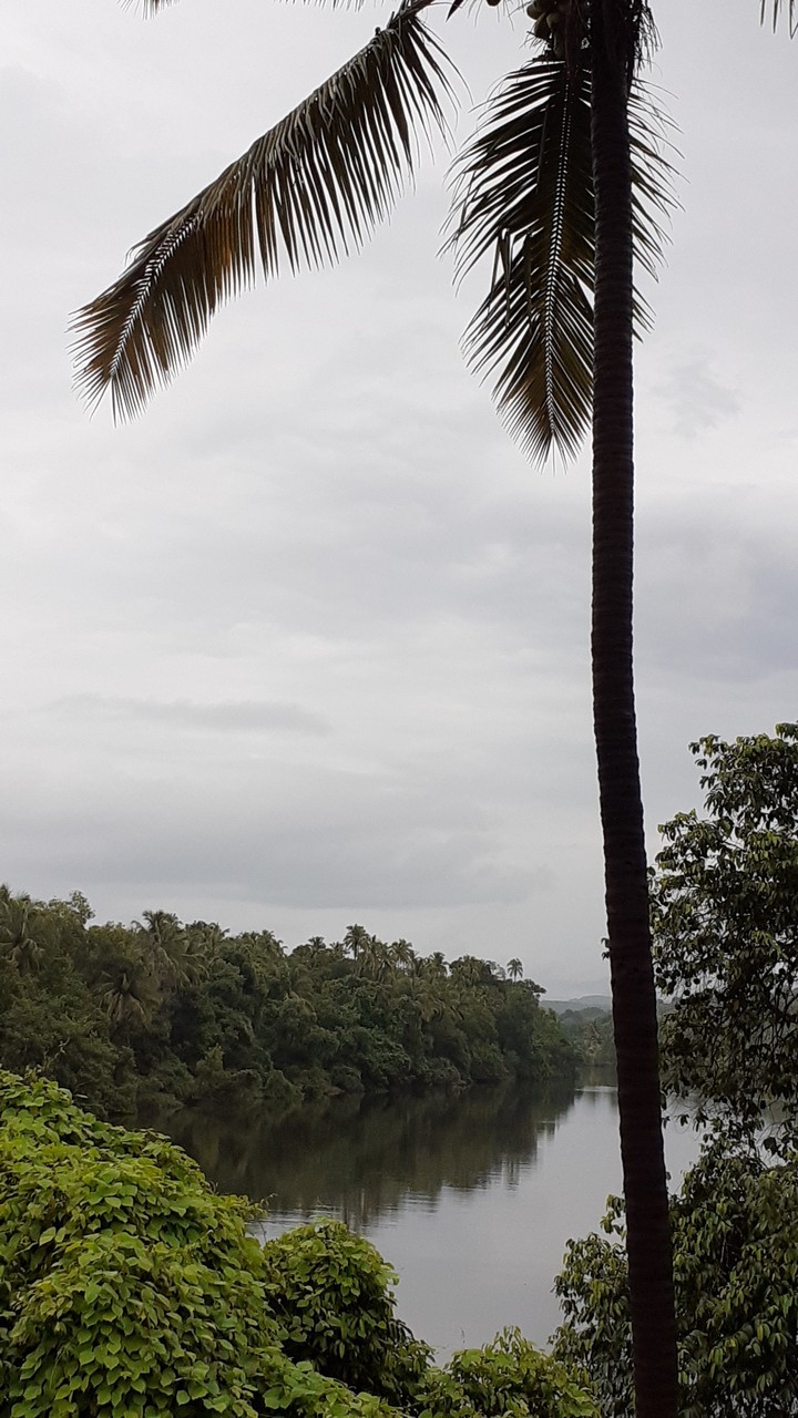 coconut tree