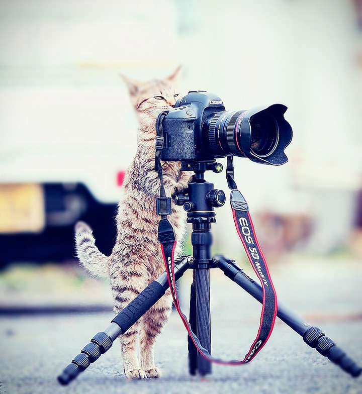 cat