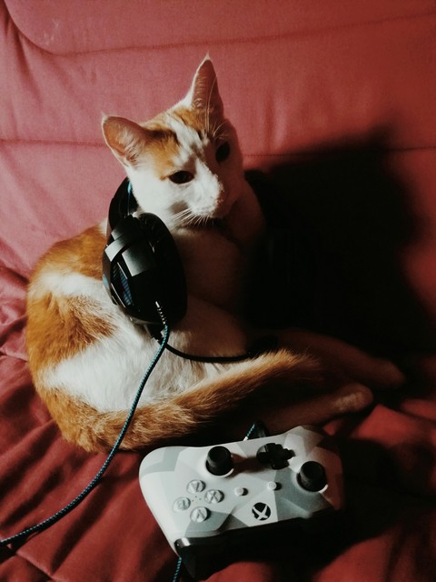 MON CHAT EST GEEK