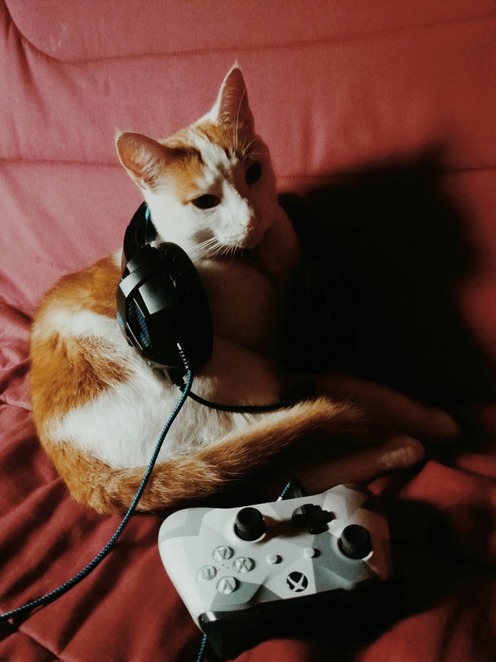 MON CHAT EST GEEK
