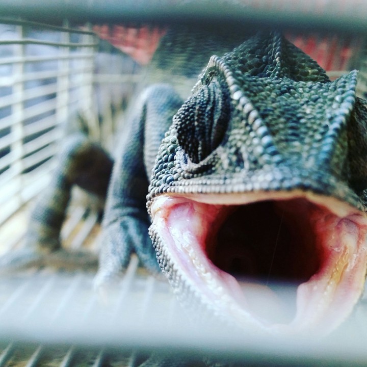 Chameleon