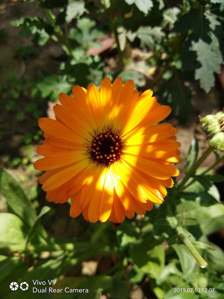 flower