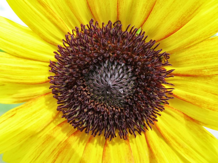 Sunflower by LizBensley