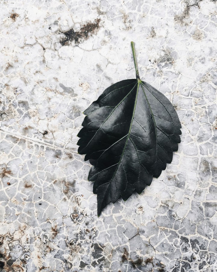 #Leaf