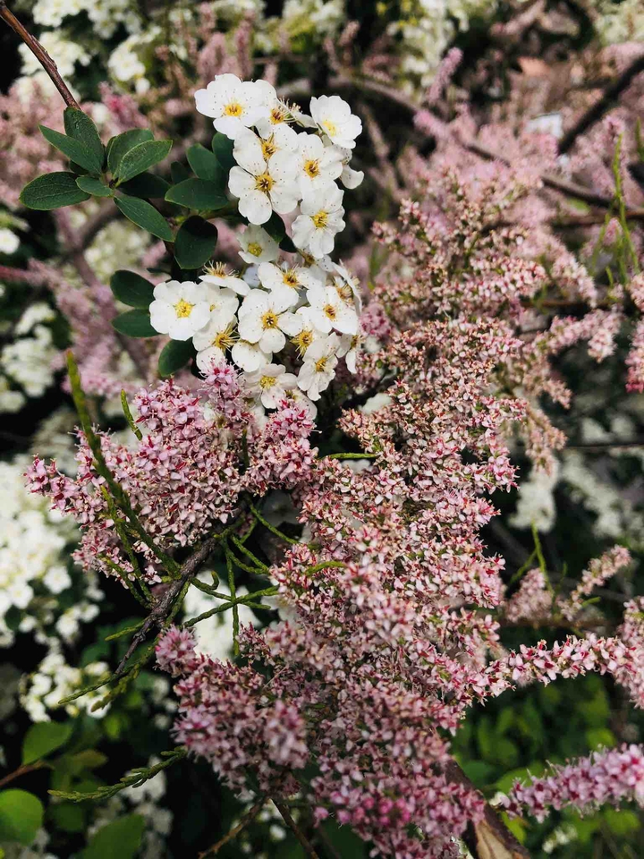 ✨