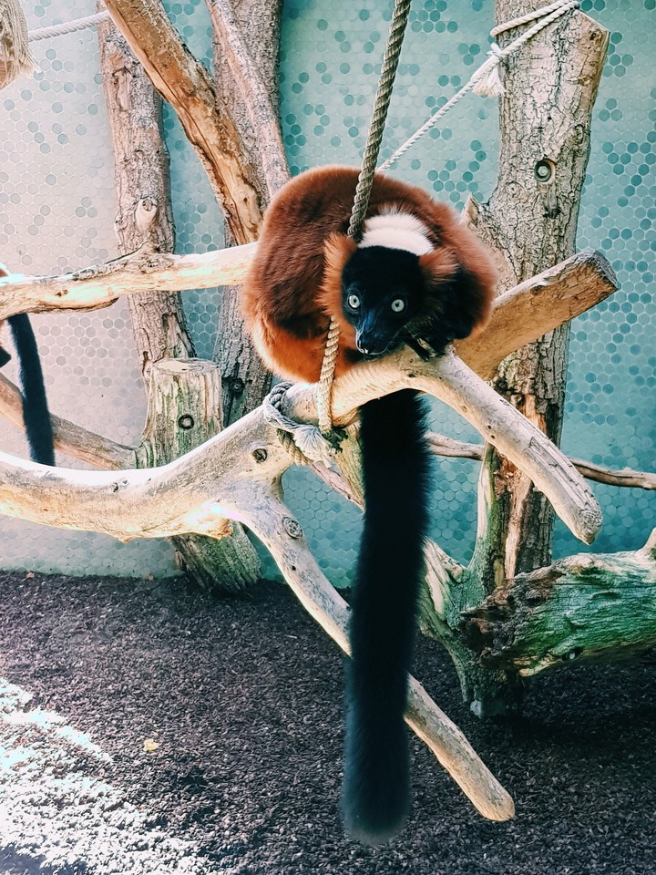 Monkey