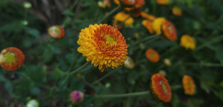 gul daudi