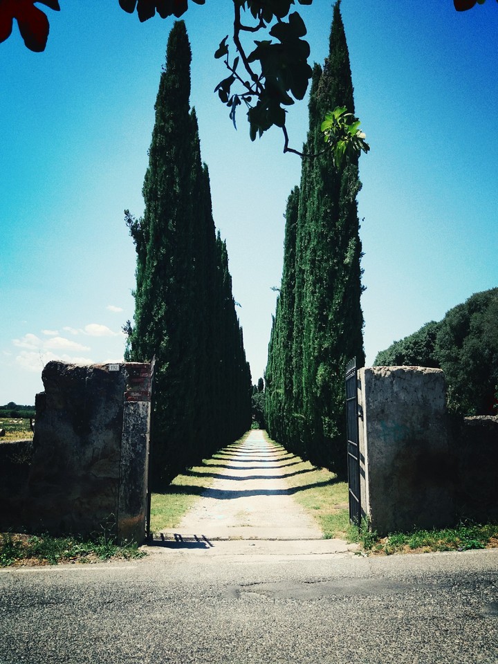la via degli alberi