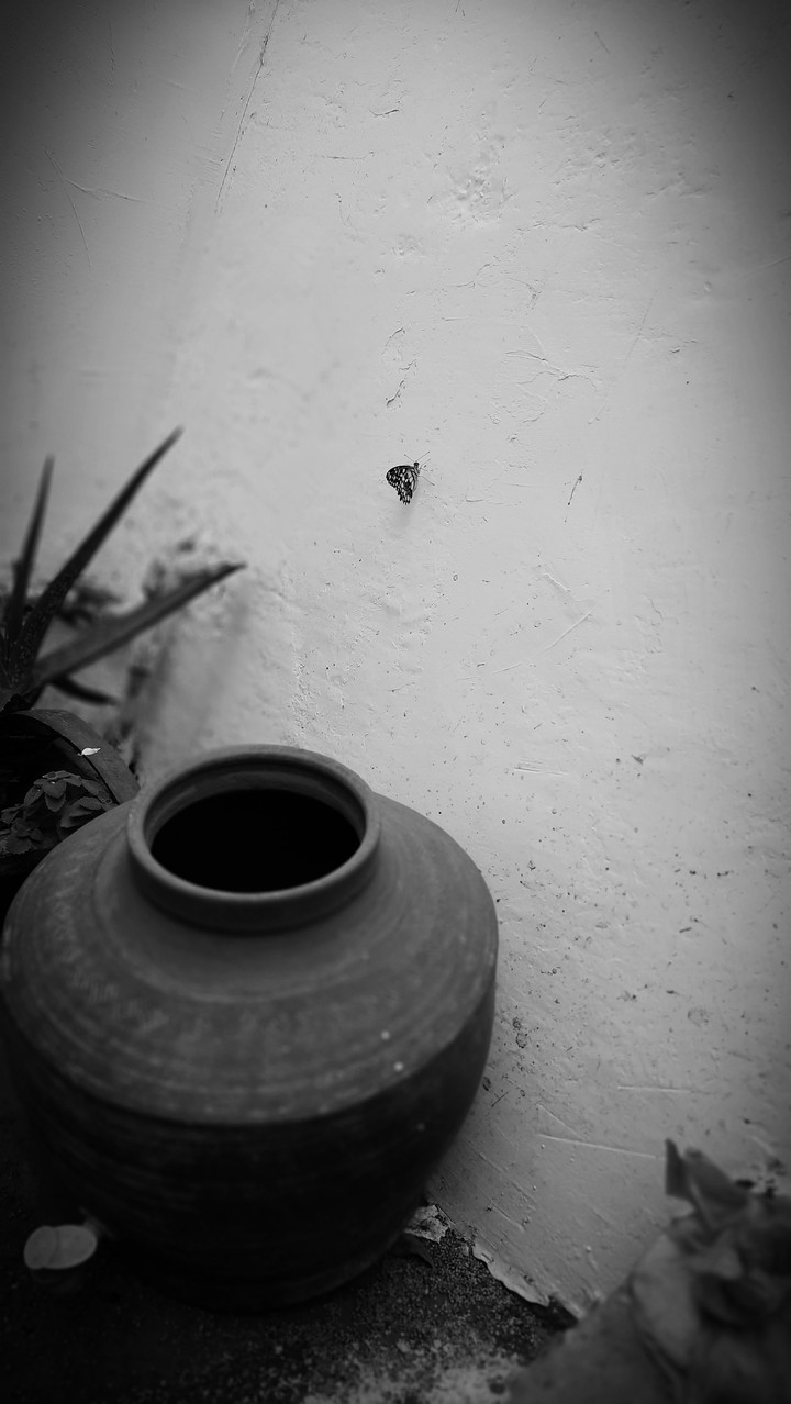butterfly