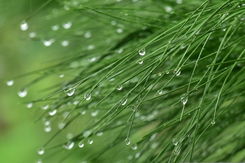 dew, precipitation wallpapers