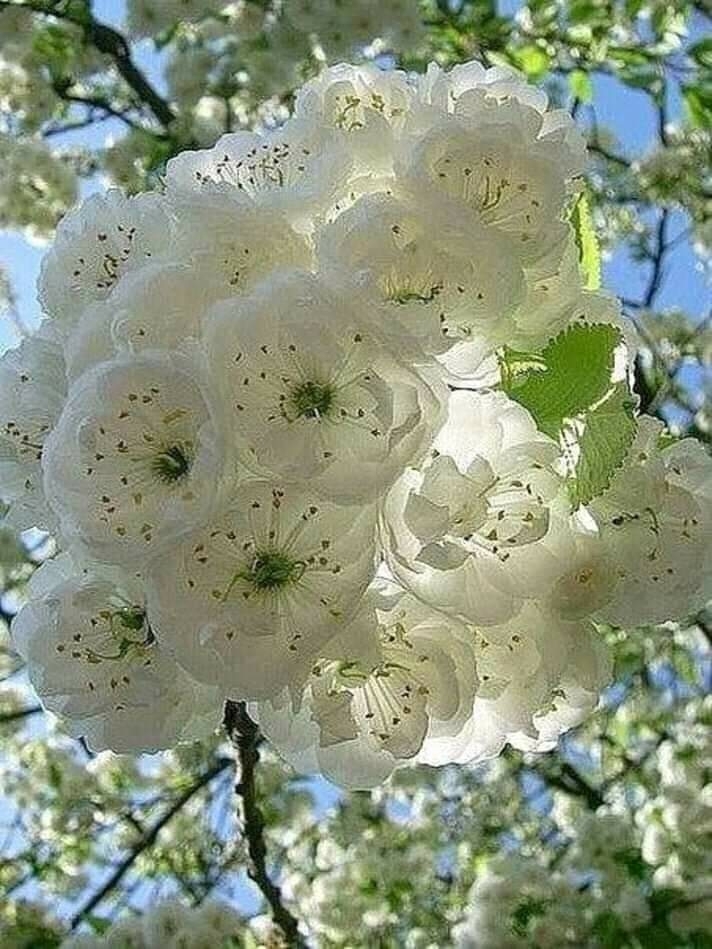 весна