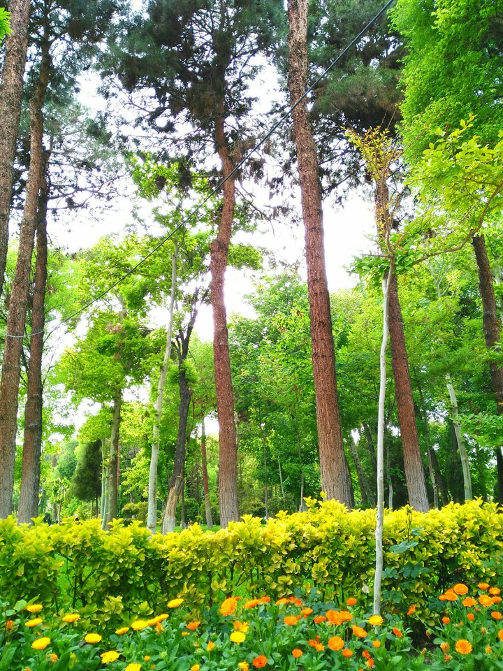 tree garden