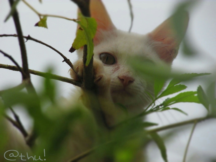 kittieee 