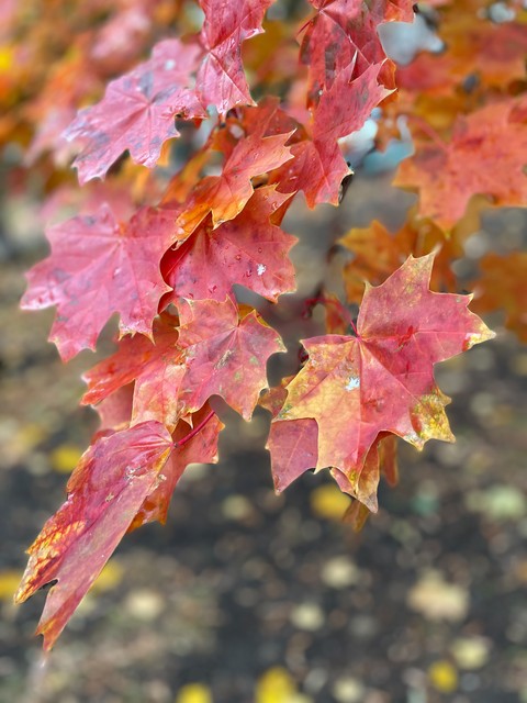 Yellow, Red, Orange