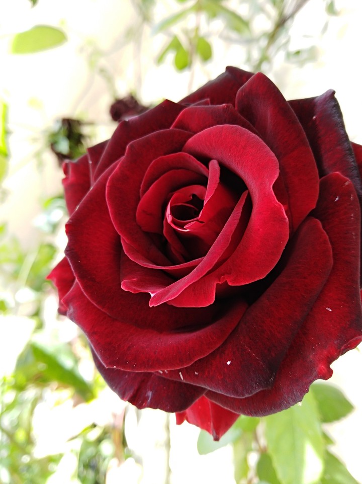 Red rose