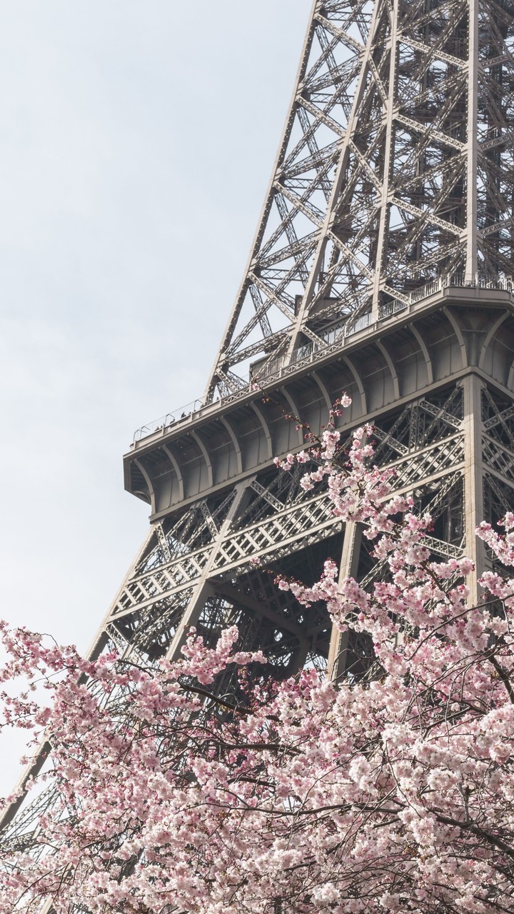 Cherry blossom