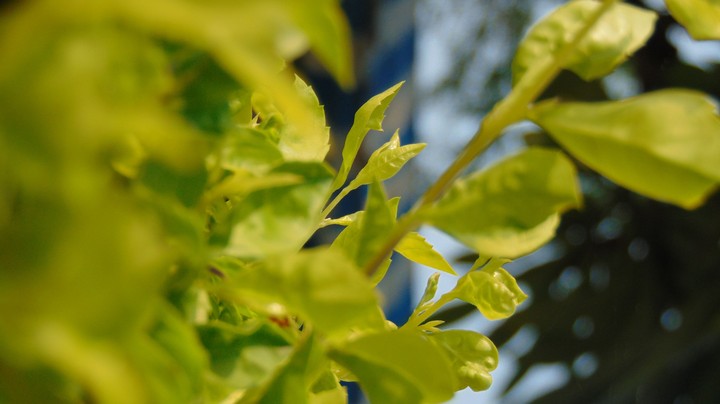Depth Of Field Photography , Natural Photo Beautiful Colors