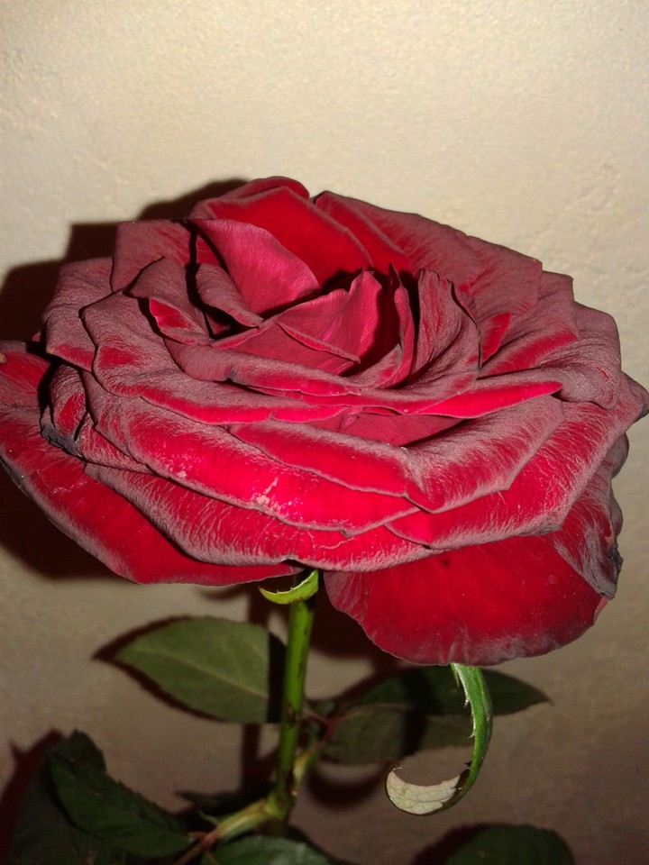 flowers 4