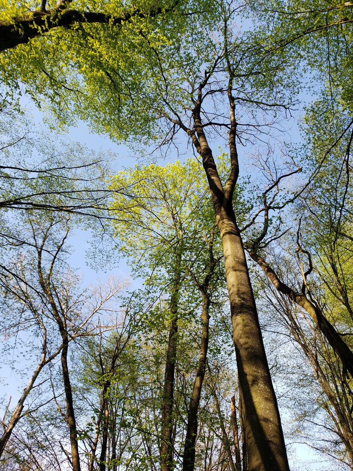 Ukrainian forest