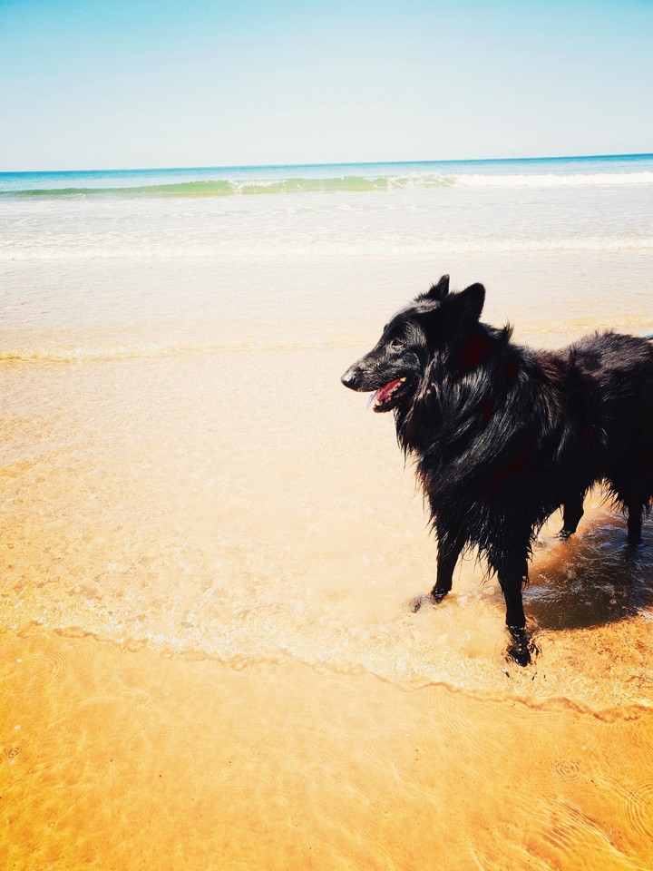 Paradise Dog