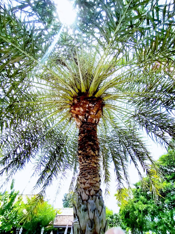 Date Palm