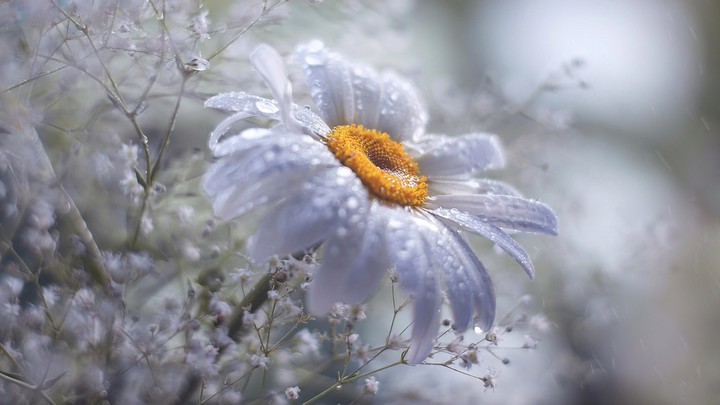 Daisy