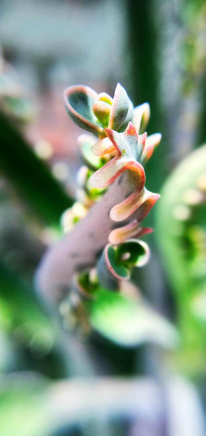 cute leaf