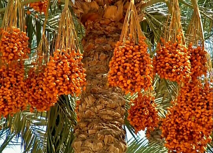 dates