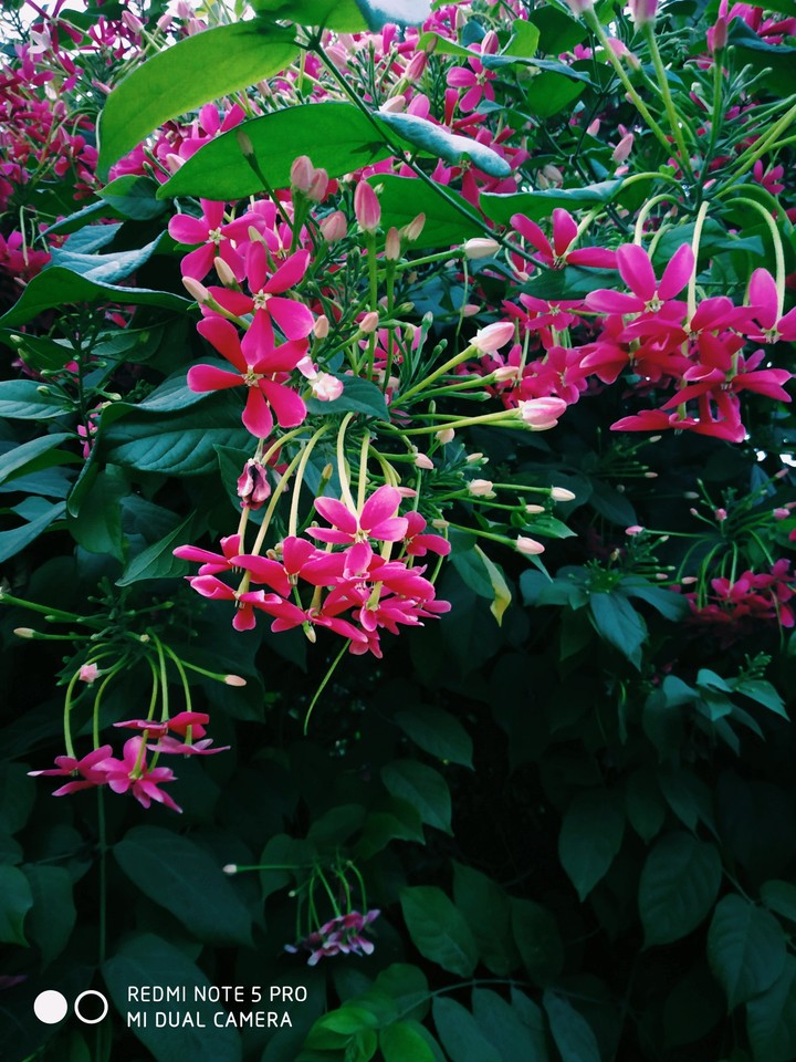 Nature's bloom