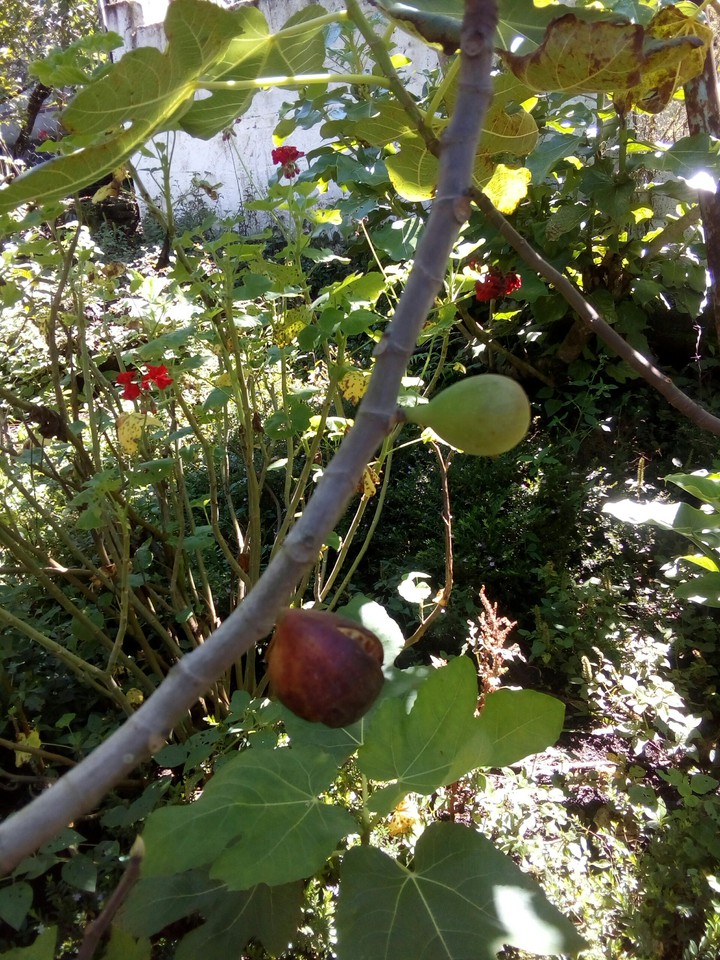 frutos exquisitos del huerto de la abuela Isabel.
