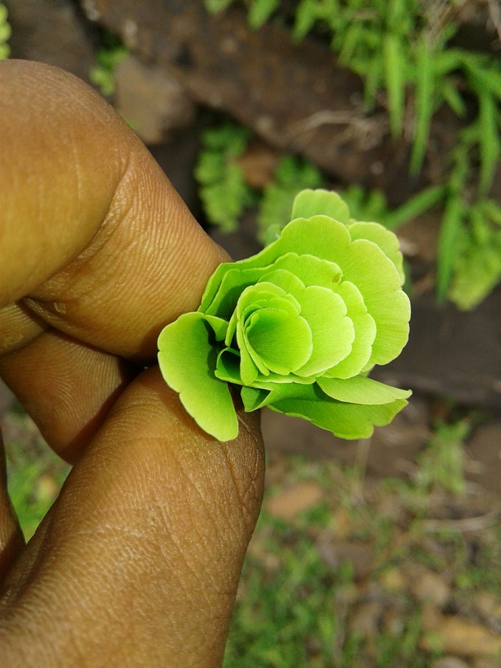 pankaj B