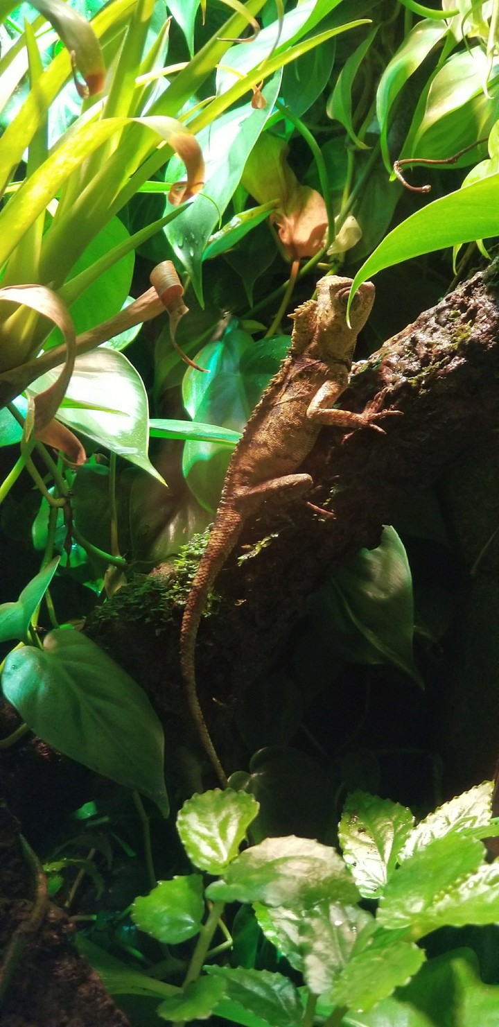 I'm not just a lizard...