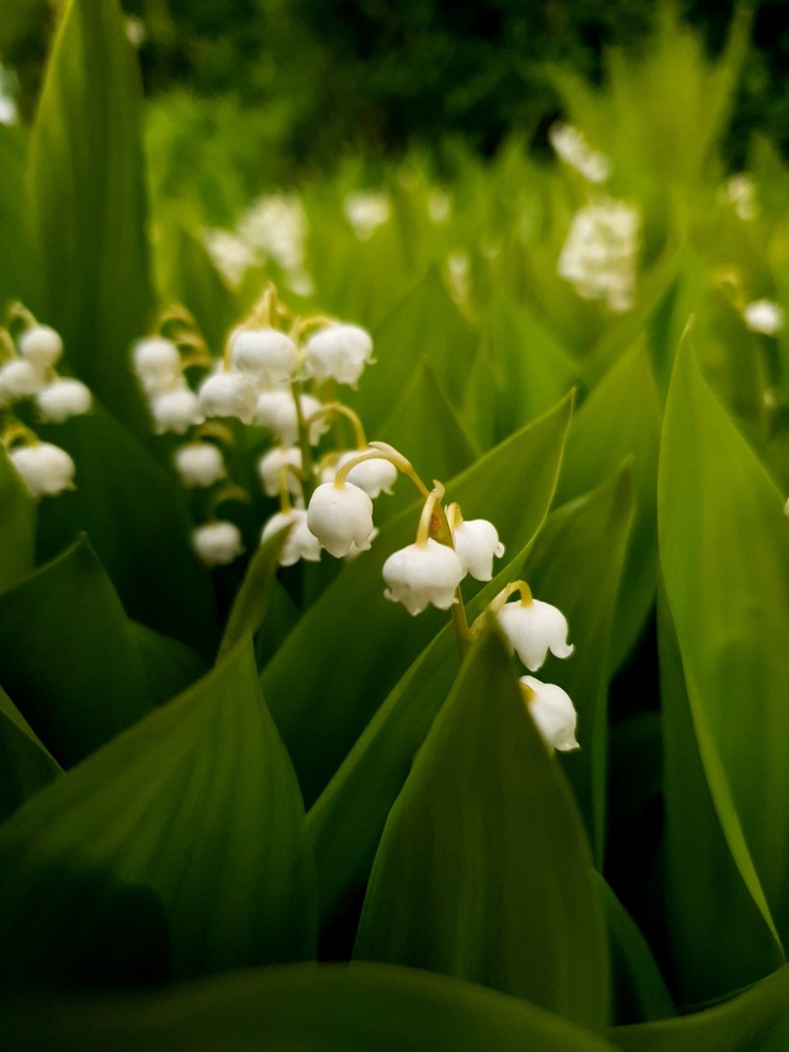 lilies of the valley