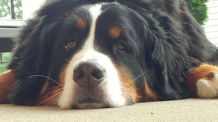 pooped pooch