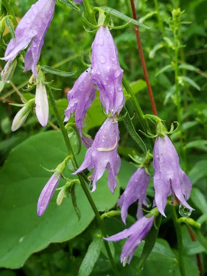 Codonopsis lanceolata, 더덕꽃