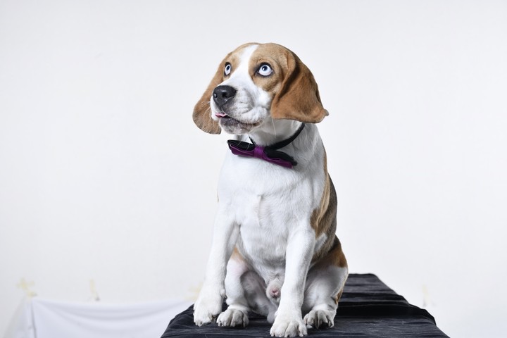 Beagle Kabhu in photo shoot